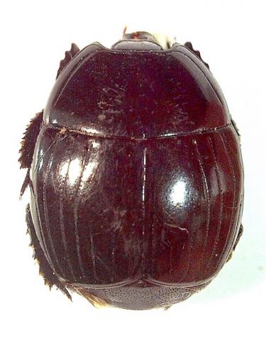 Réf. 234 419 : Hister unicolor